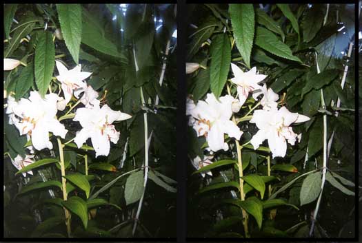 White Lilies - 33K